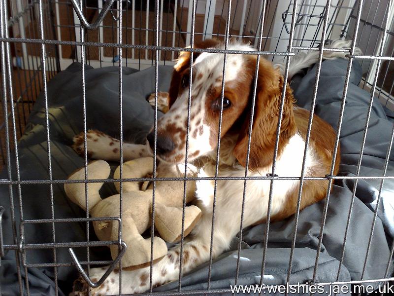 2009-09-24 02.jpg - Confined to a cage for recovery